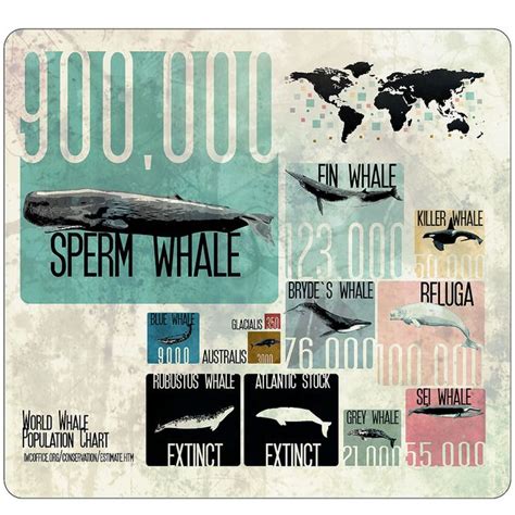 world whale population by species